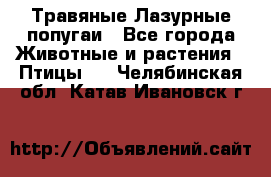 Травяные Лазурные попугаи - Все города Животные и растения » Птицы   . Челябинская обл.,Катав-Ивановск г.